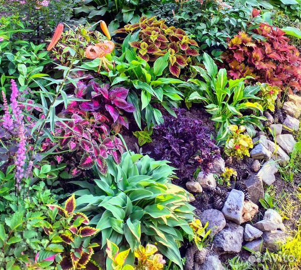 Колеусы.Набо 10 сортов