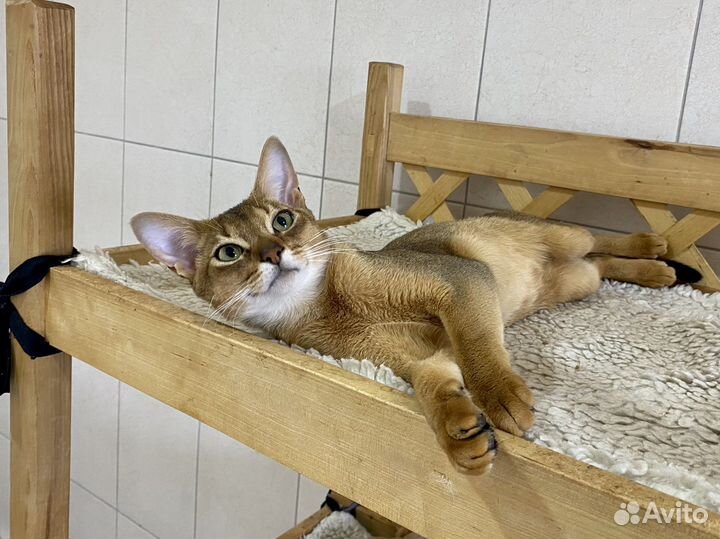 Абиссинский котик Ариан