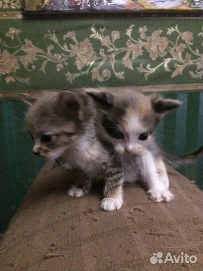 Отдам трехцветных малышек