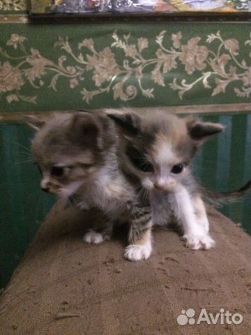 Отдам трехцветных малышек