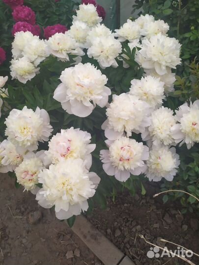 Пионы, Купена, Очиттк Моргана, Вейгела