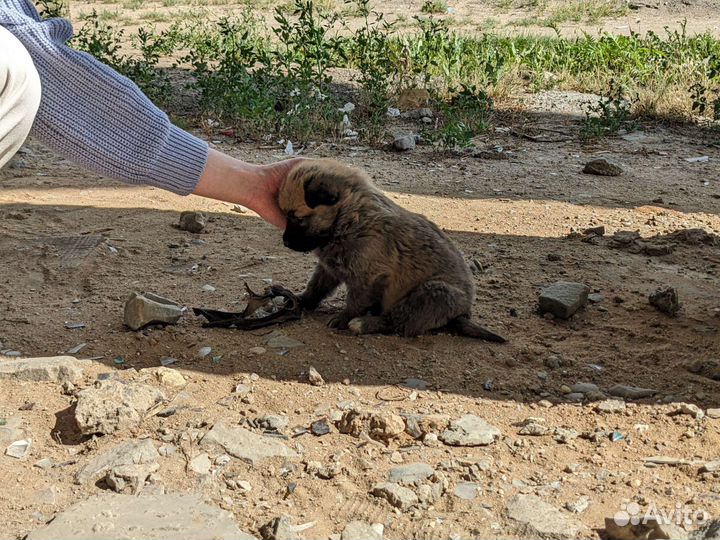 Щенки бесплатно