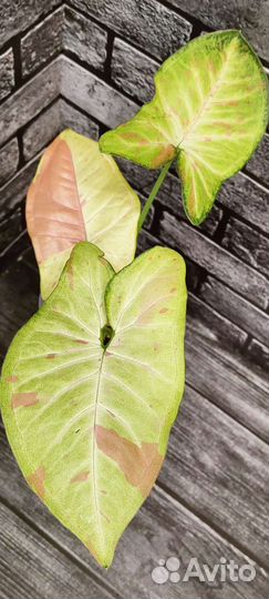 Сингониумы сортовые 2