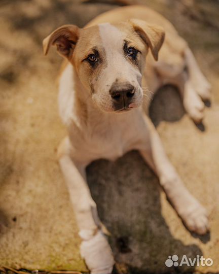 Собака в добрые руки