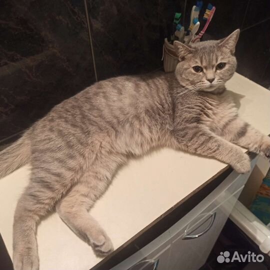 Шотландский кот вязка