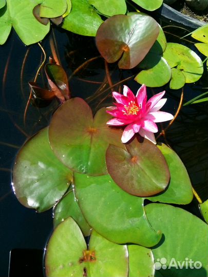 Нимфея (кувшинка)