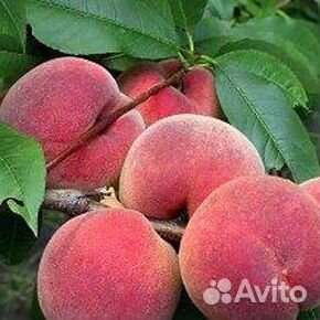 Персик «Харбингер»