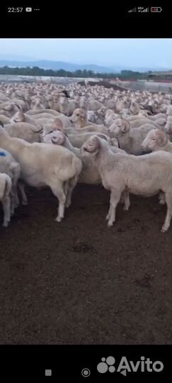 Овцы бараны