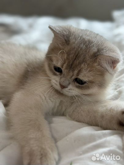 Котенок мальчик британский ay11 голубое золото