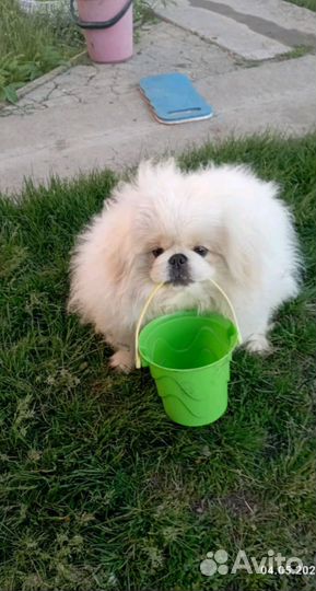 Вязка пекинес