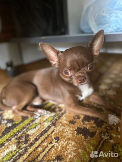 Вязка с чихуахуа-чемпионом выставок