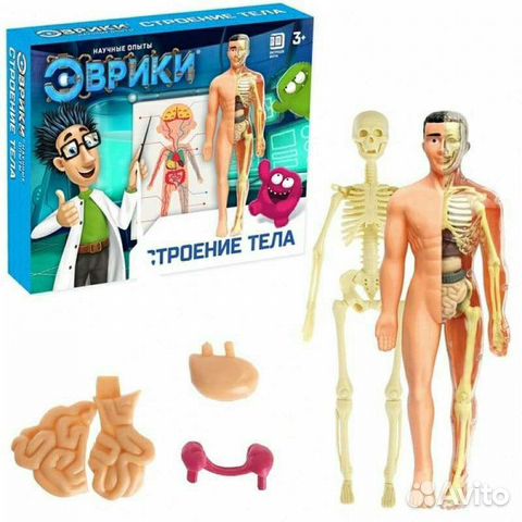 Набор Строение тела