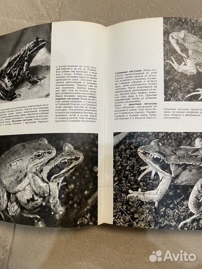 С) Иллюстрированная энциклопедия животных