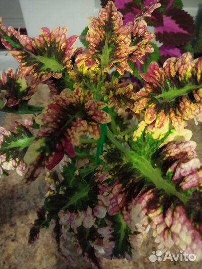 Гинура. Колеусы