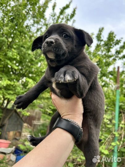 Щенок в добрые руки бесплатно
