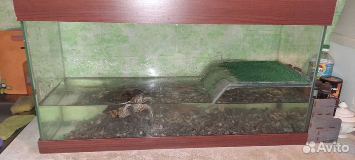 Черепаха водная