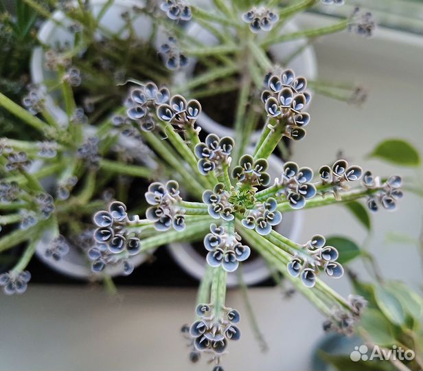 Каланхоэ трубкоцветный