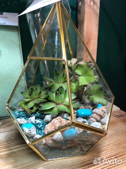 Флорариум живой