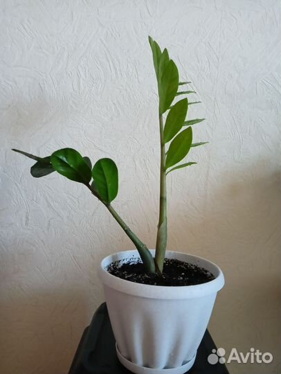 Замиокулькас