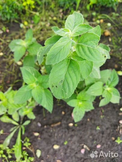 Мята сортовая