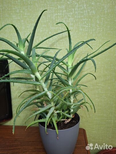 Комнатные цветы алоэ