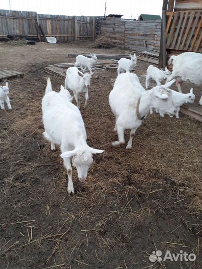 Молоко козье деревенское