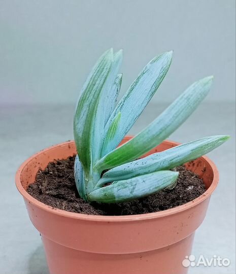 Крестовник, суккулент