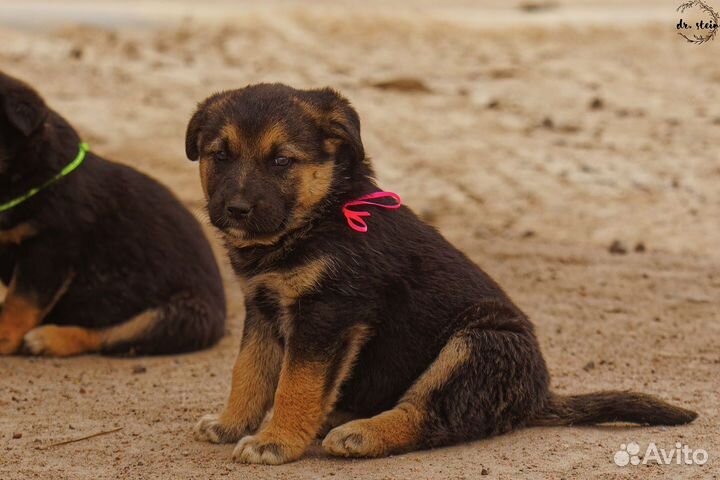 Чудесные щенки в добрые руки