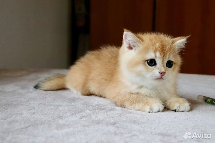 Шотландская золотая шиншилла мальчик ny 12