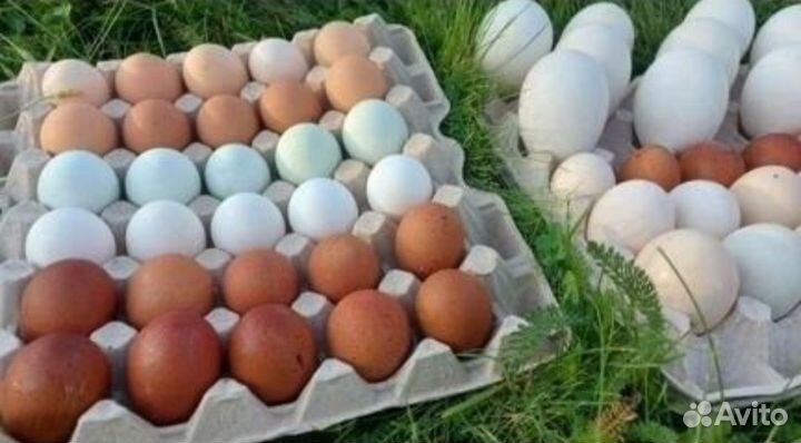Яйцо домашнее