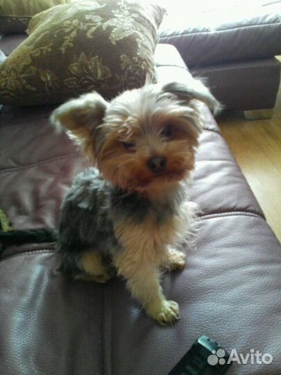 Йорк ищет девочку для вязки