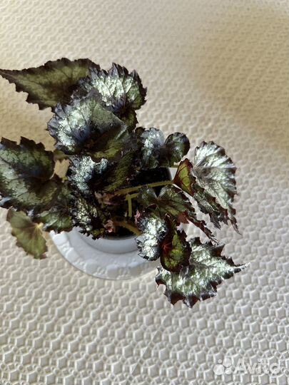 Домашние цветы