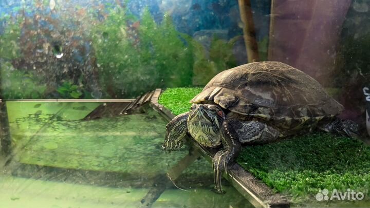 Террариум для черепах