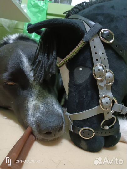 Амуниция для хоббихорса