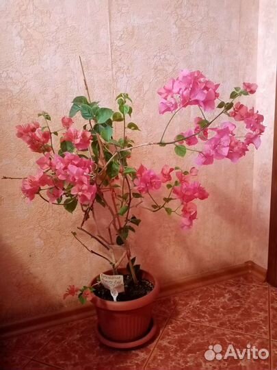 Бугенвиллия красная Продаются отростки