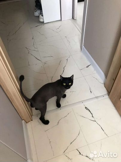 Кошка в дар бесплатно