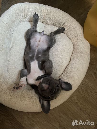 Щенок французского бульдога