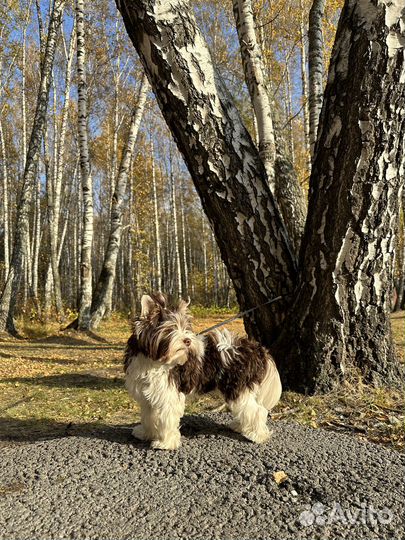 Вязка Биро йорк