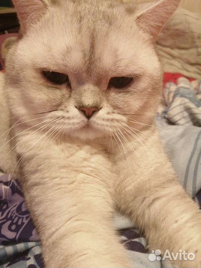 Британский кот, вязка
