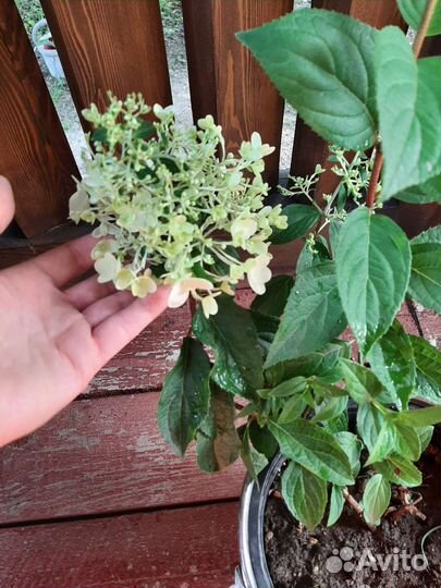 Гортензия метельчатая Скайфул