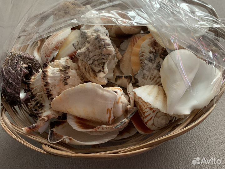 Набор ракушек