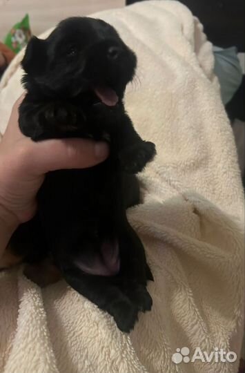 Йоркширский терьер