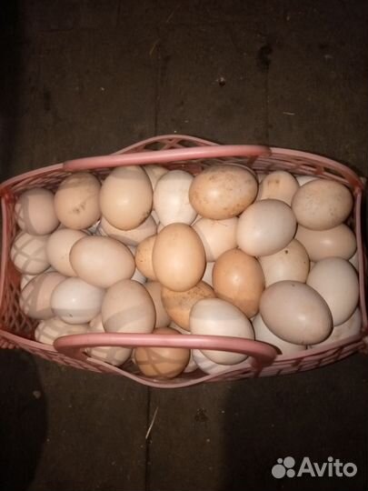 Домашние куриные яйца