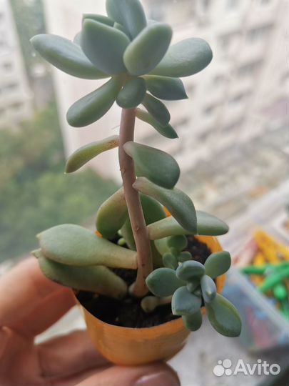 Суккуленты