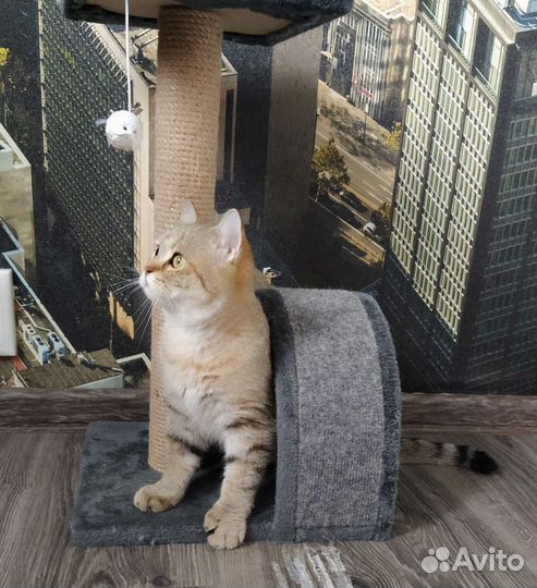 Брошенная кошка ищет новый дом