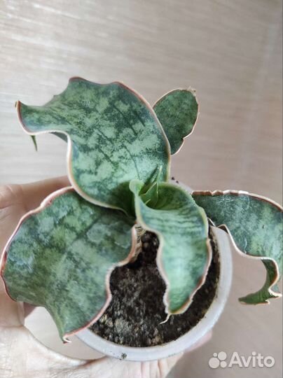 Сансевиерия Кирки Сильвер Блю и Алое Пестрое