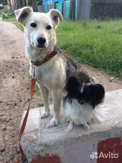 Выгул собак и зооняня