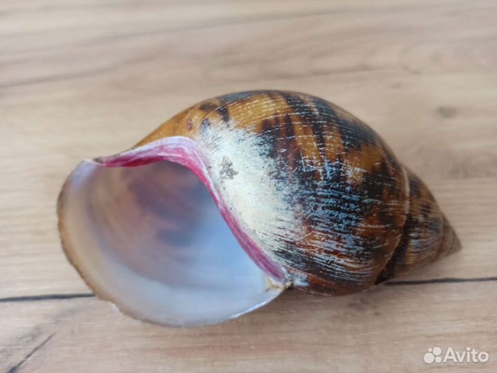 Морская раковина