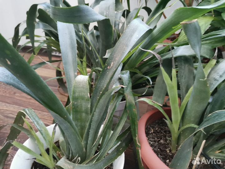 Бельбергия