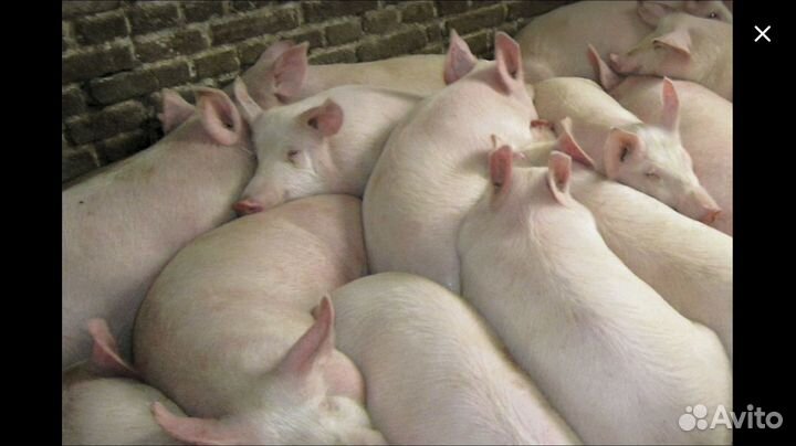 Семя Элитных хряков